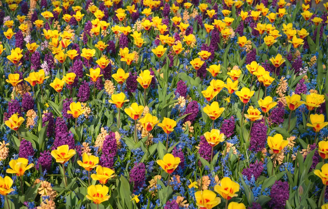 Photo wallpaper bright, tulips, hyacinths