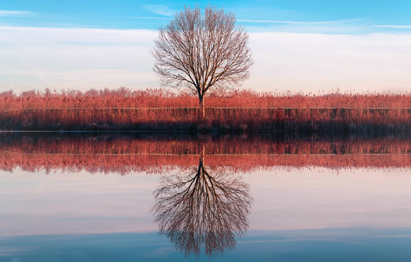 Photo wallpaper the sky, reflection, tree