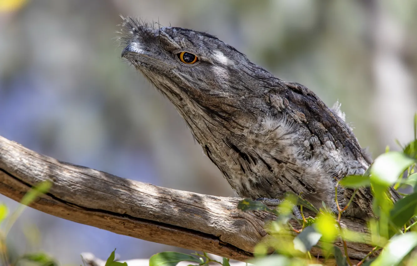 Photo wallpaper nature, bird, Smoky legoscia
