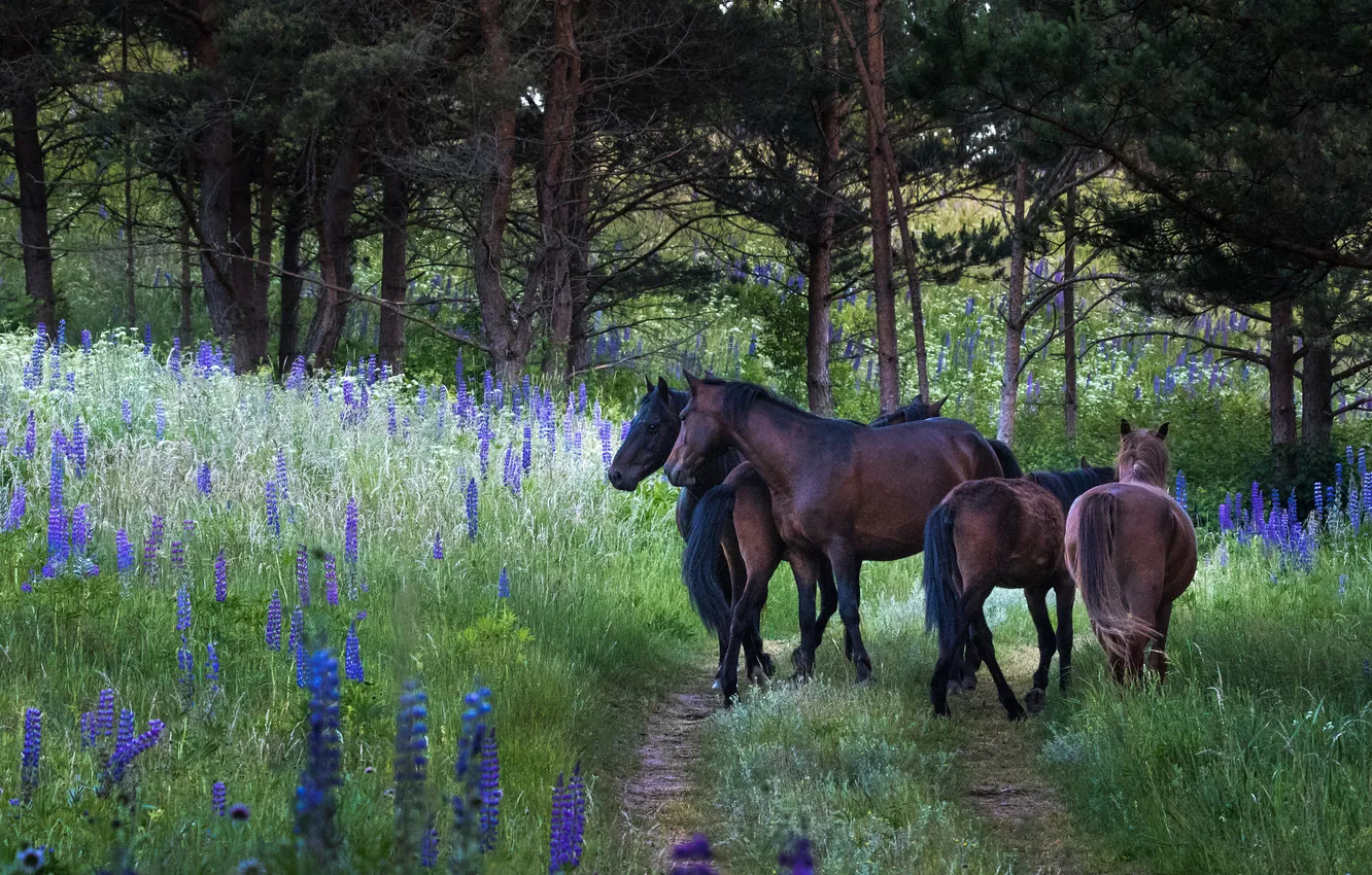 Photo wallpaper road, forest, summer, trees, flowers, blue, nature, Park