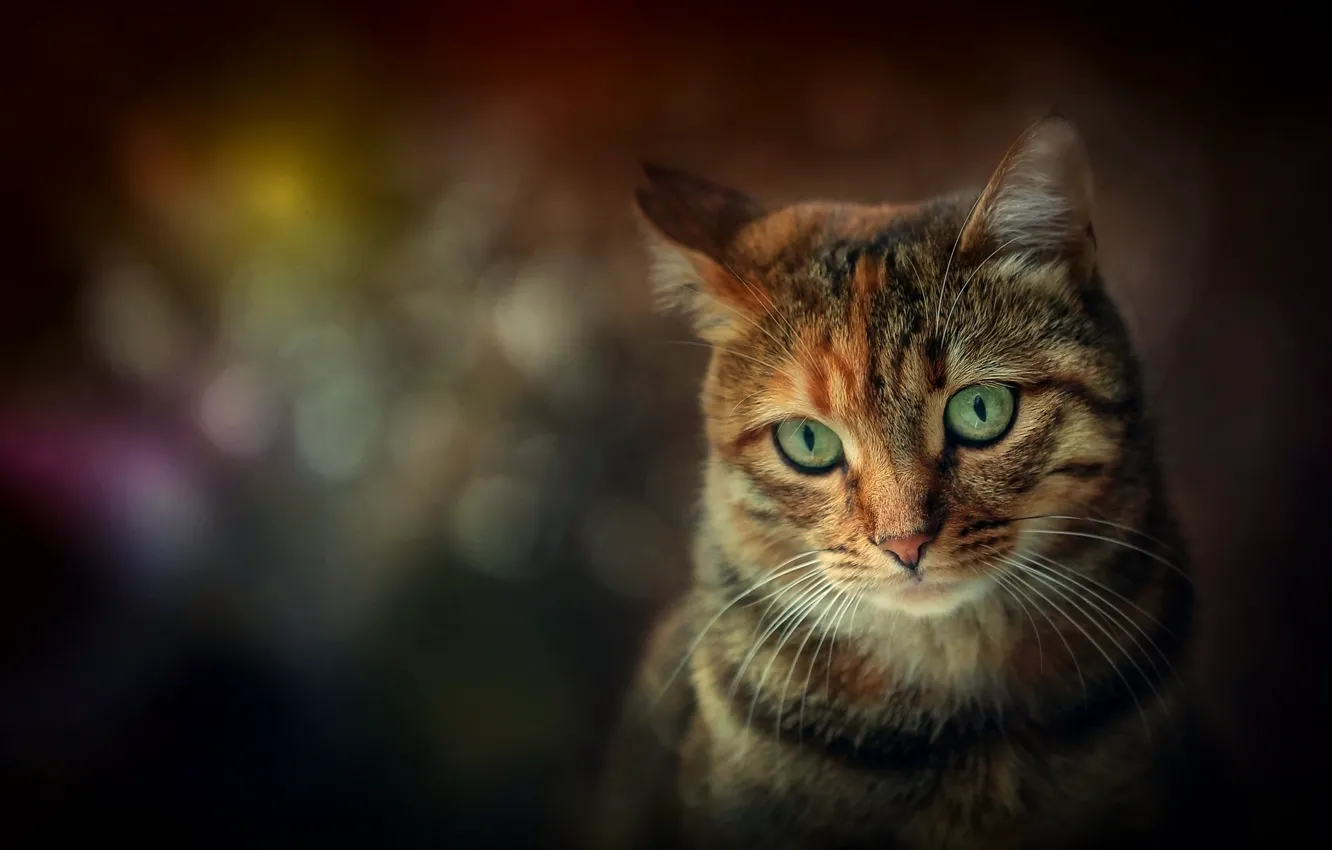 Photo wallpaper cat, portrait, muzzle, green eyes