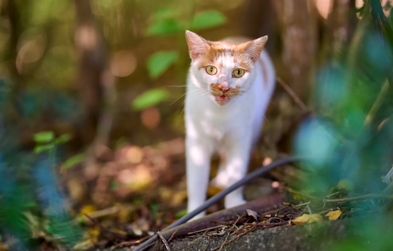 Photo wallpaper cat, cat, look, face, leaves, light, branches, nature