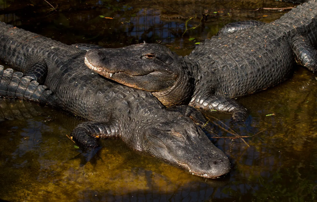Photo wallpaper water, crocodile, pair