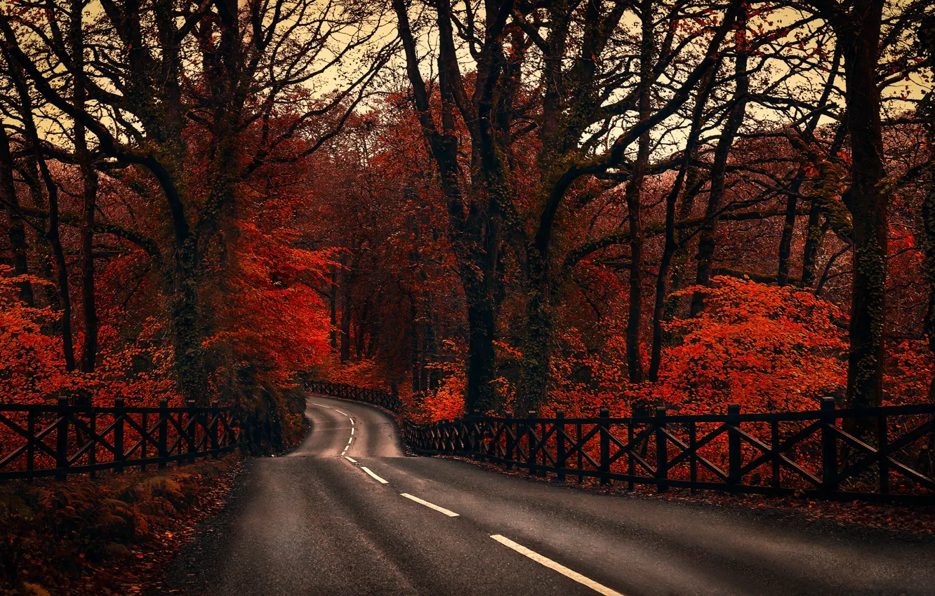 Photo wallpaper road, autumn, forest, trees, the fence