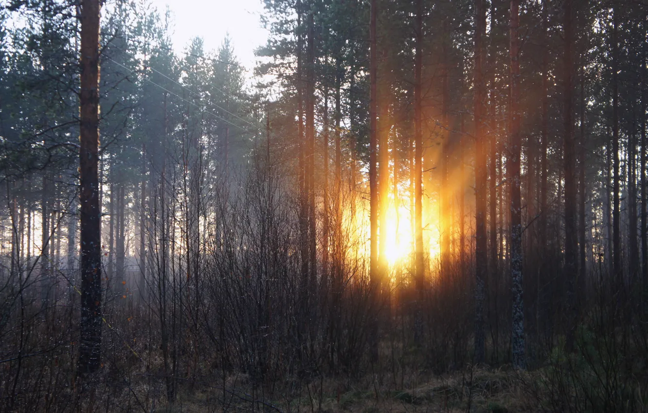 Photo wallpaper forest, the sun, rays, trees, dawn, morning