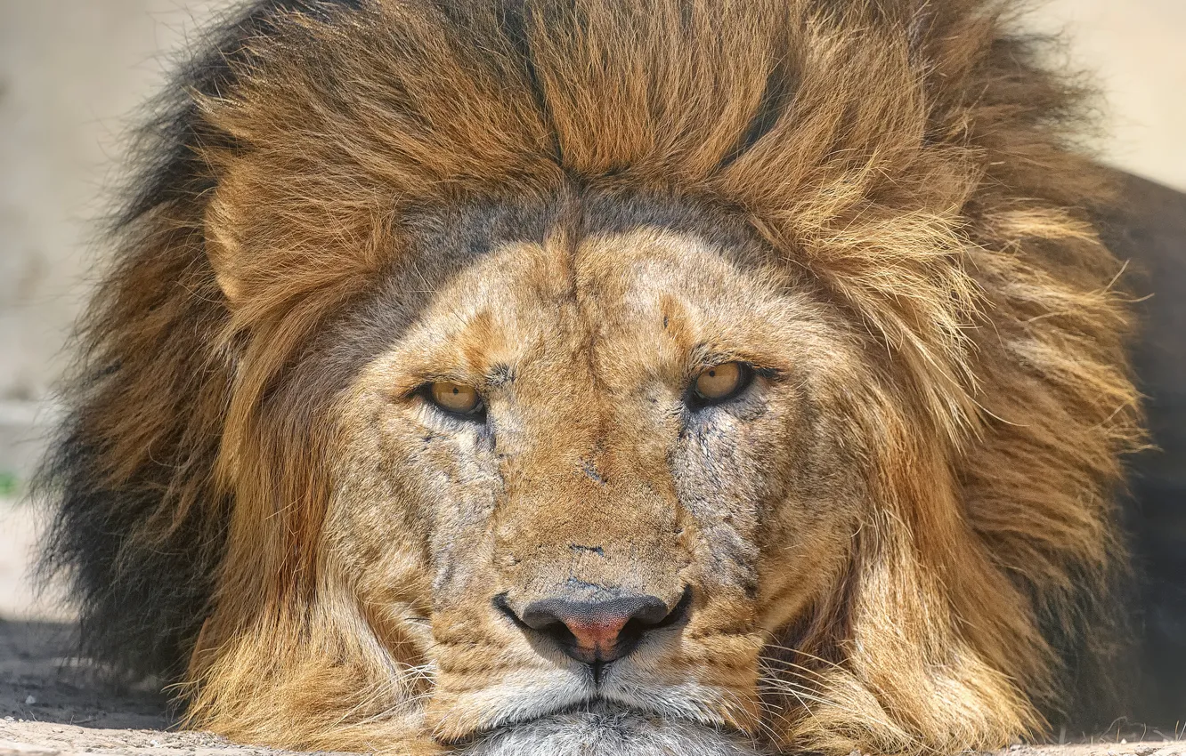 Photo wallpaper cat, look, face, Leo, mane