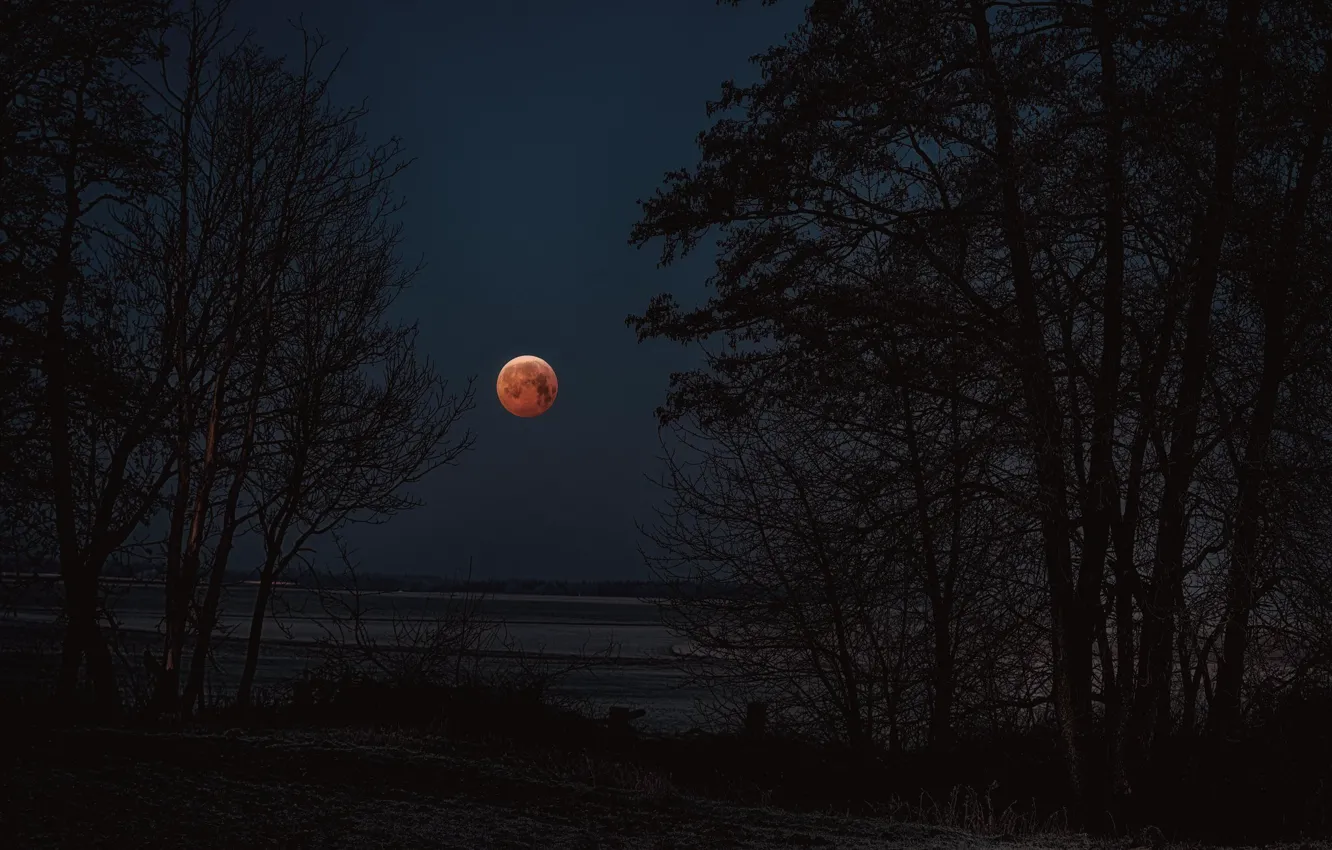 Photo wallpaper trees, night, branches, darkness, the moon, shore, the full moon, pond