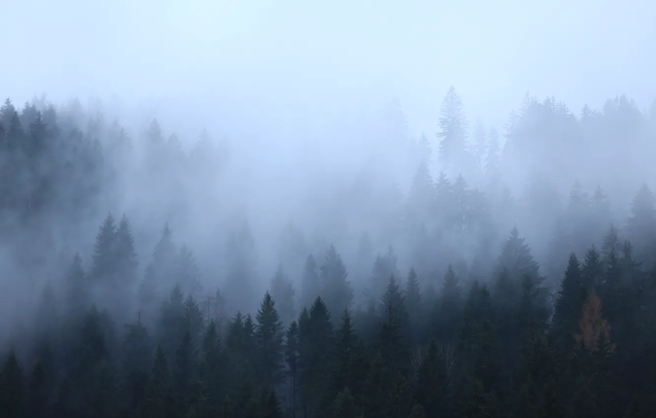 Photo wallpaper forest, trees, nature, fog