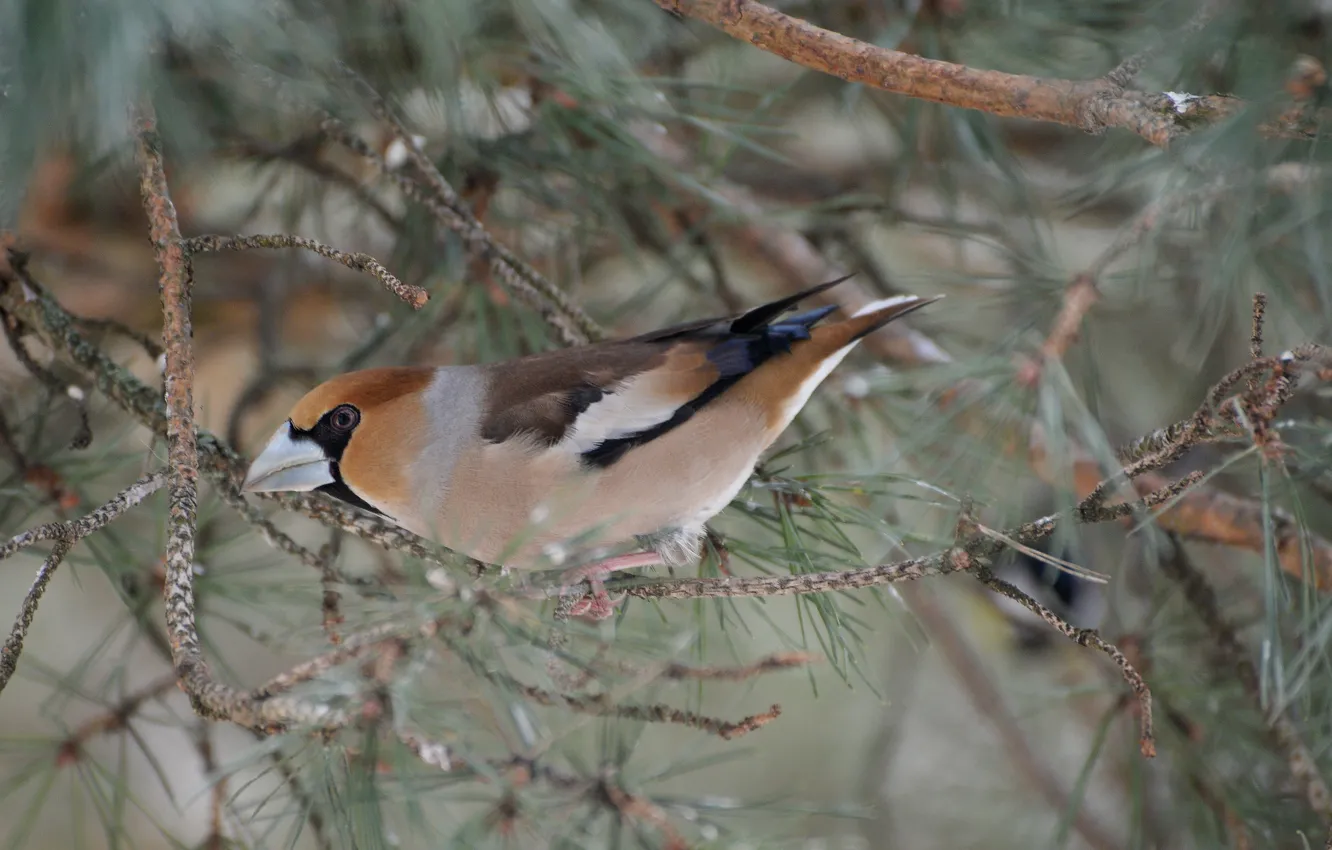 Photo wallpaper look, bird, beak, Grosbeak
