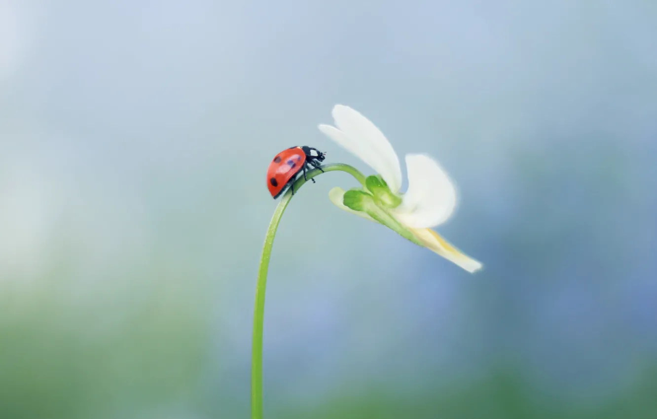 Photo wallpaper flowers, plant, ladybug, stem, insect