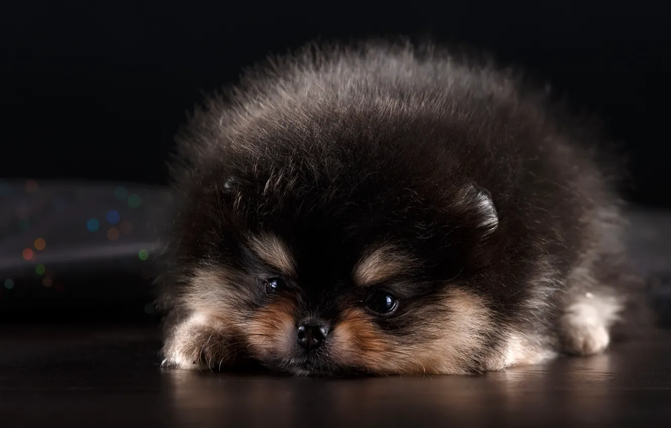 Photo wallpaper sweetheart, puppy, Spitz