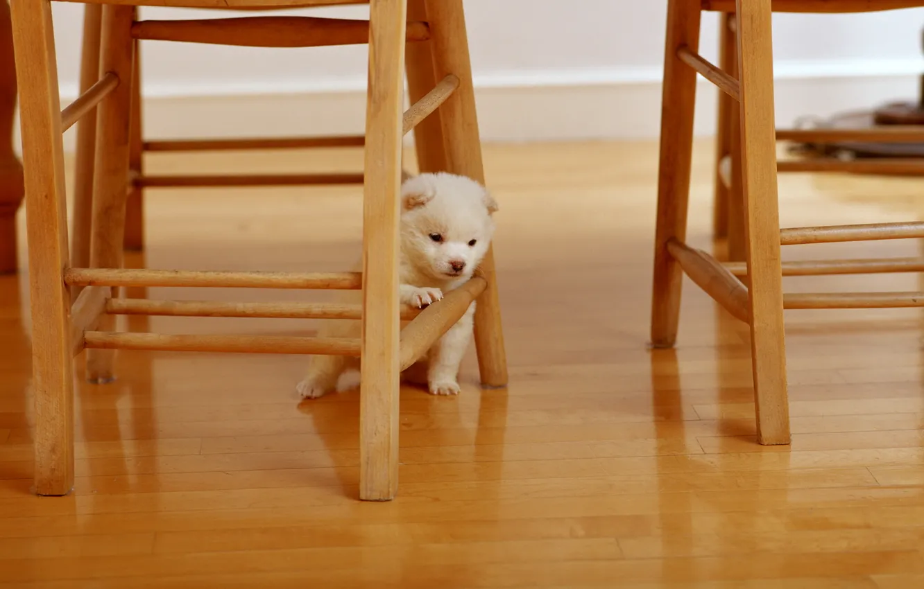 Photo wallpaper animals, white, situation, tree, chairs, dog, fluffy, chair