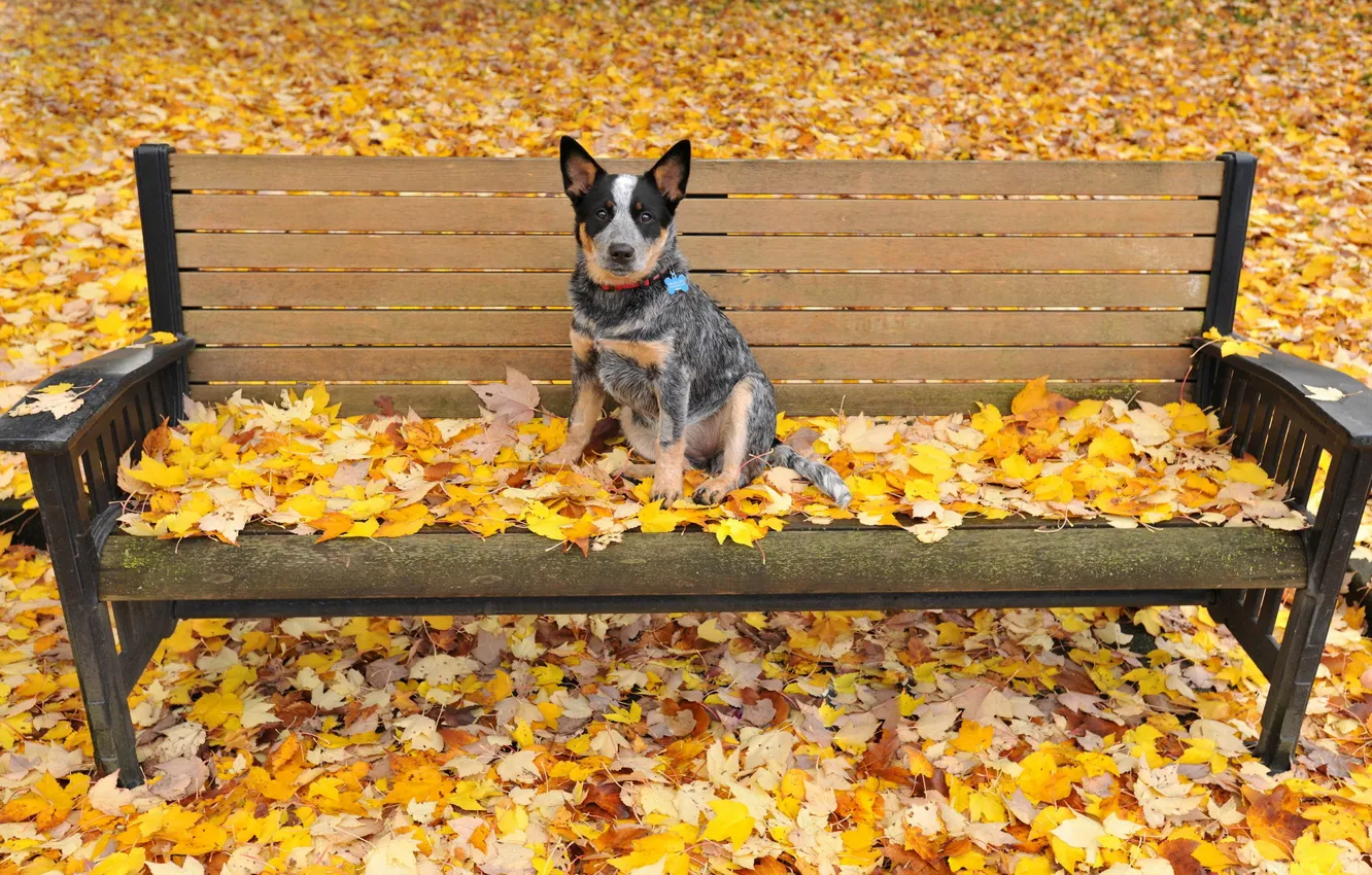 Photo wallpaper autumn, leaves, dog, bench