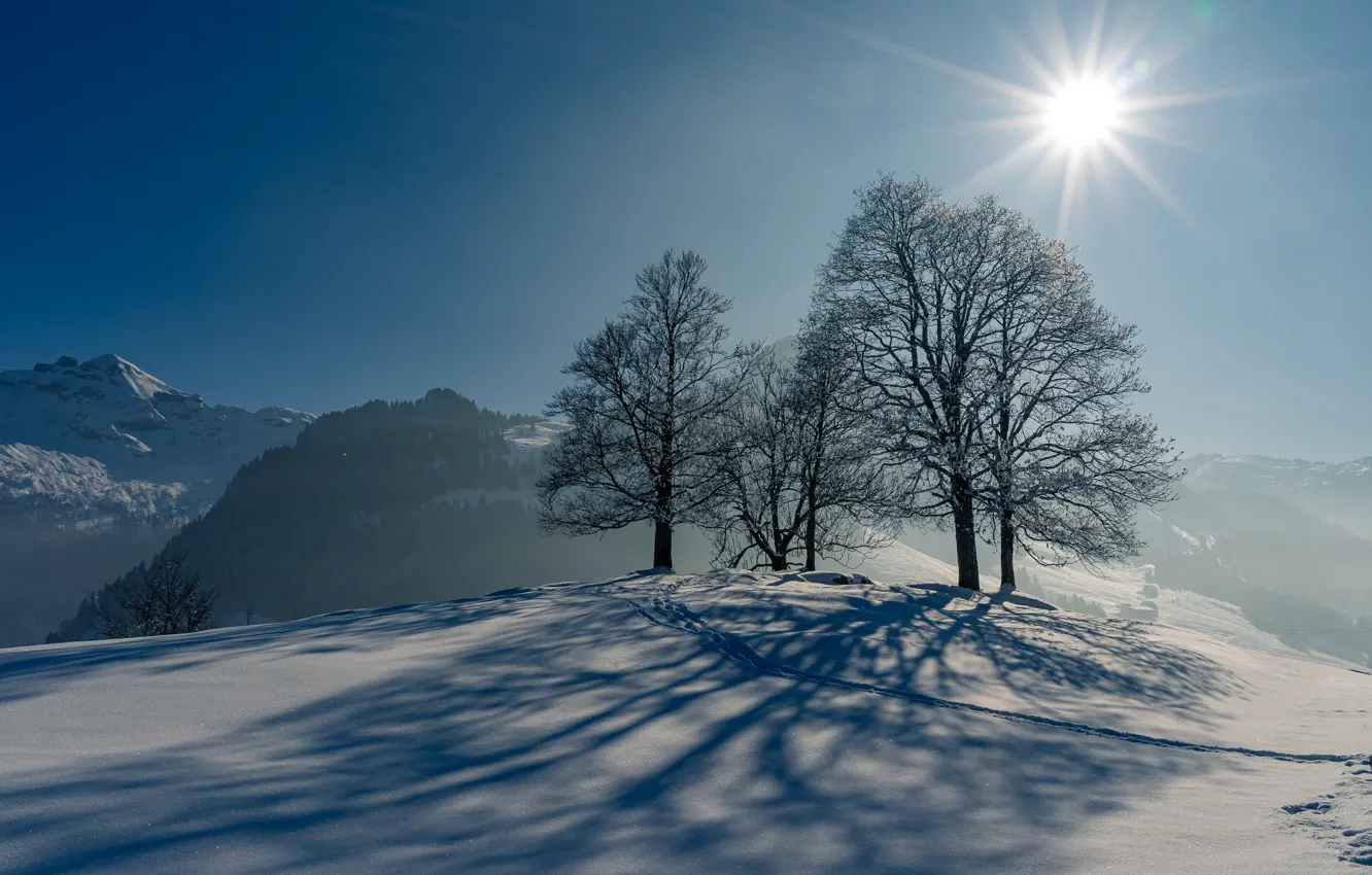 Photo wallpaper winter, the sun, snow, trees, traces