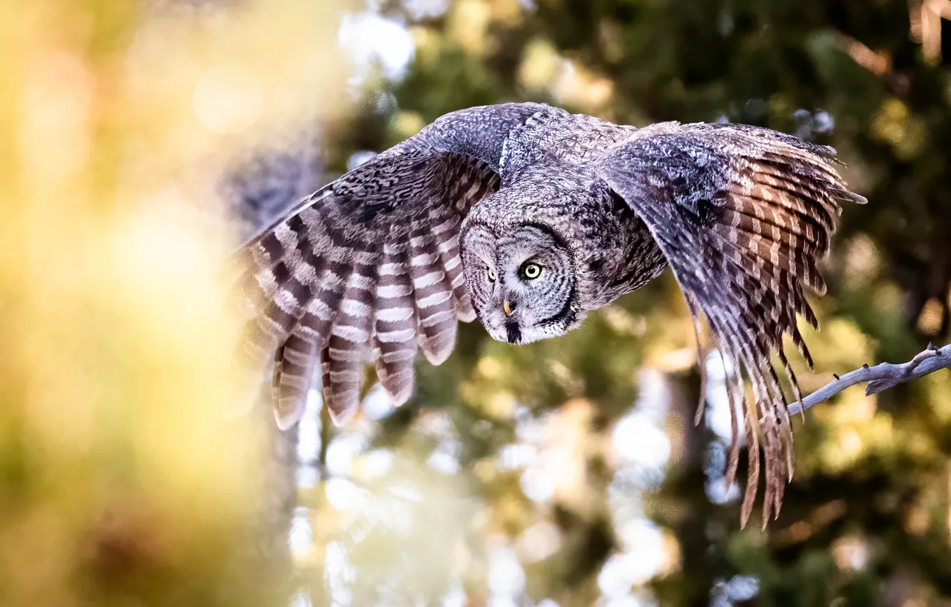 Photo wallpaper flight, owl, bird, wings, bokeh, owl