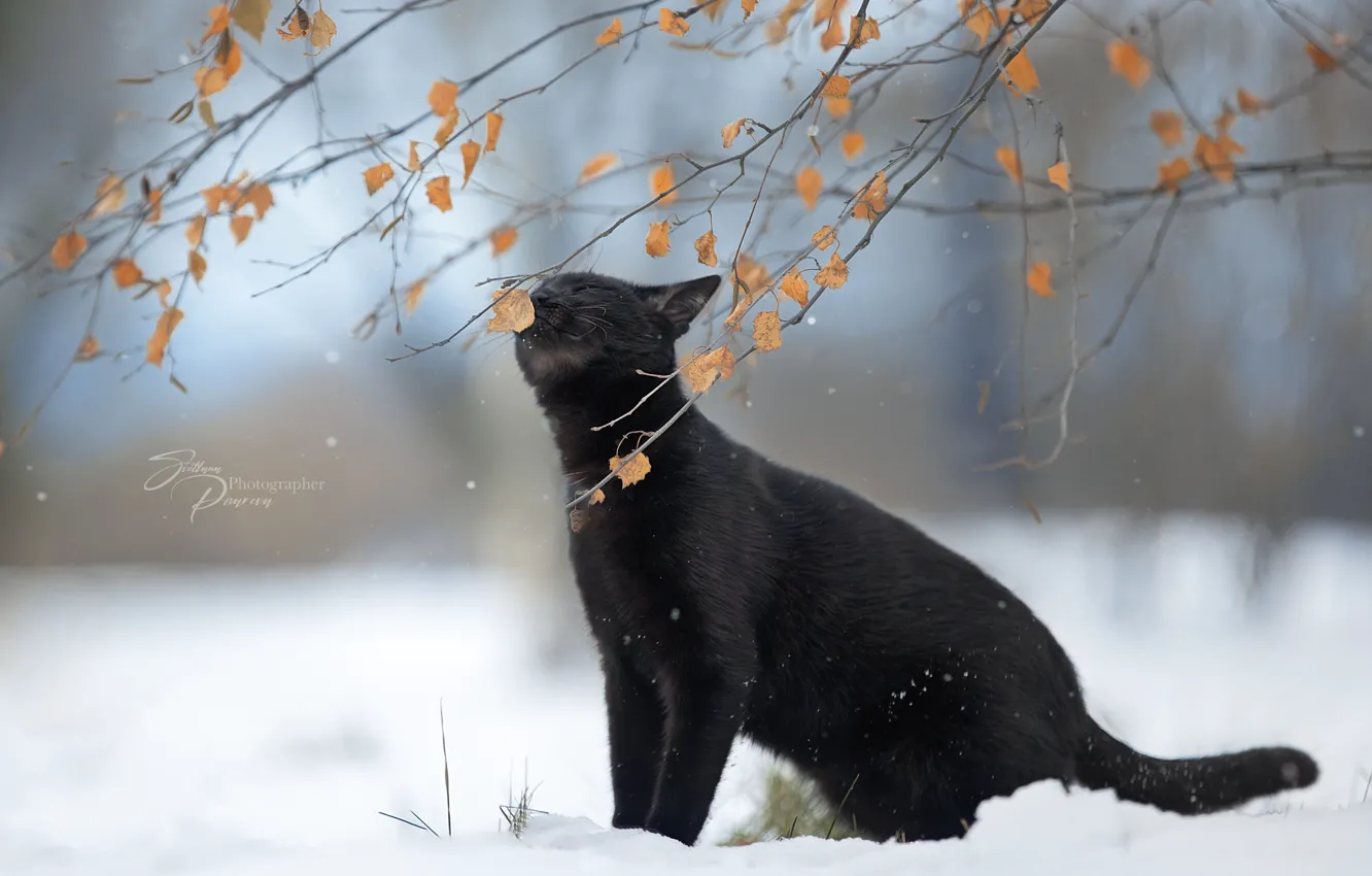 Photo wallpaper winter, cat, cat, leaves, snow, branches, nature, animal