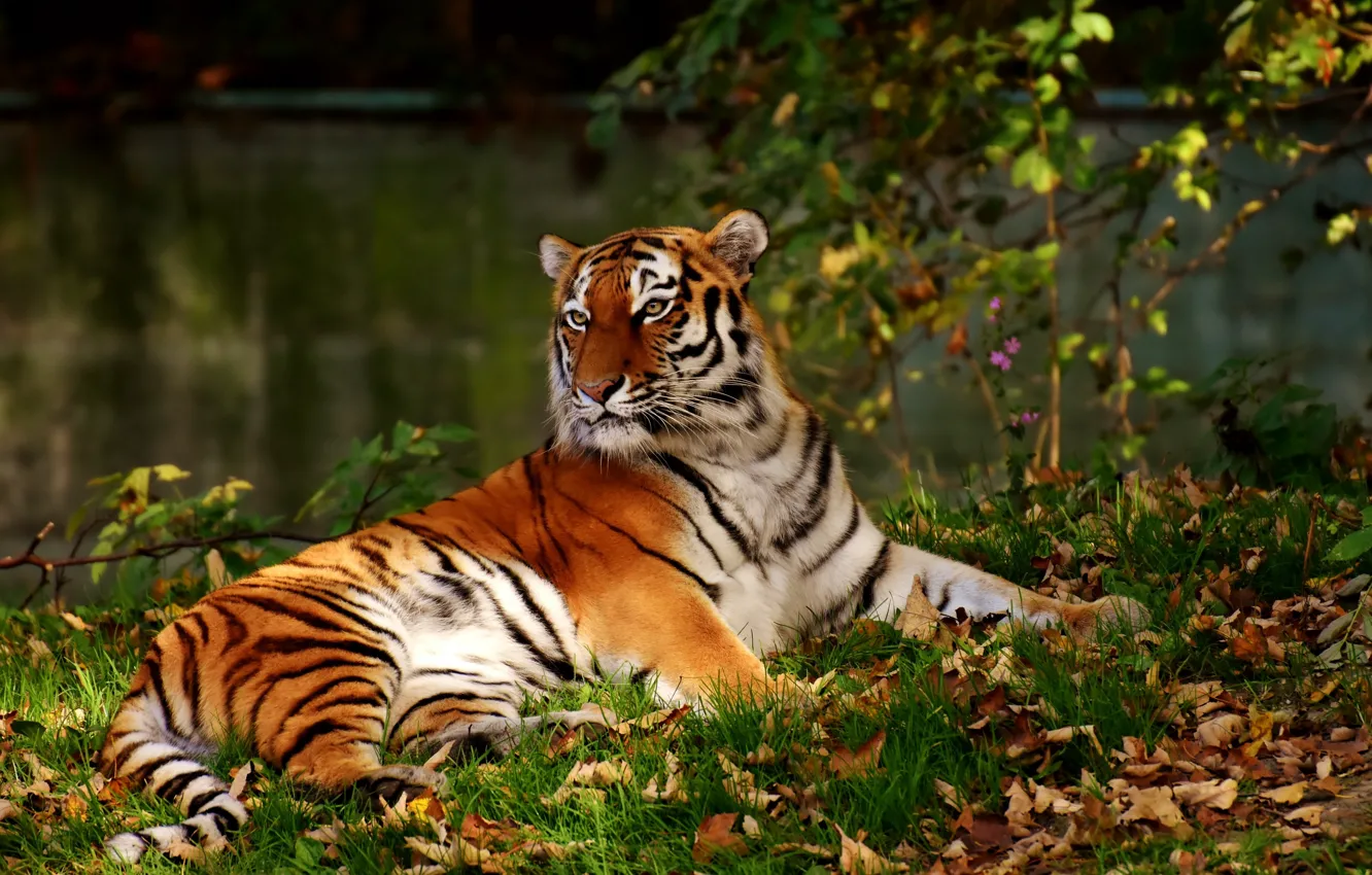 Photo wallpaper tiger, predator, big cat