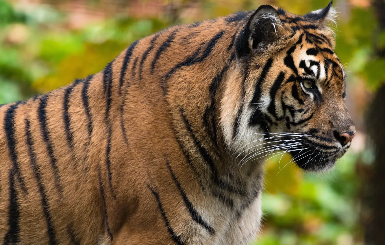 Photo wallpaper look, face, strips, tiger, bokeh