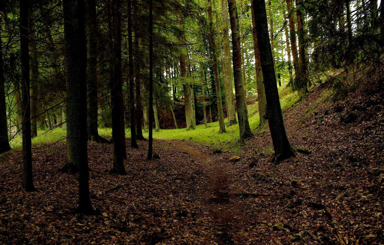 Photo wallpaper forest, landscape, nature, path