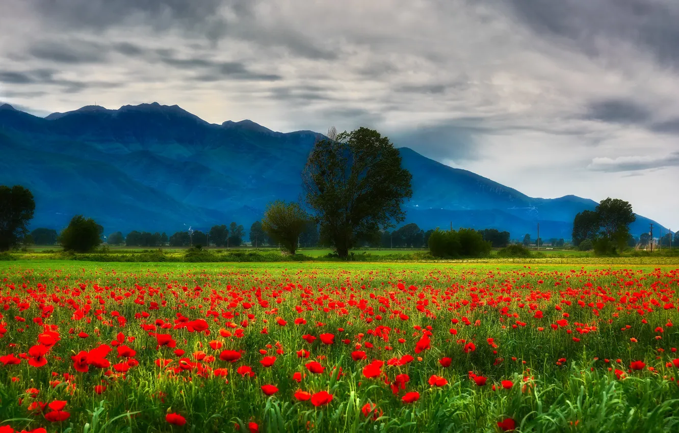 Photo wallpaper summer, the sky, clouds, trees, flowers, mountains, red, blue