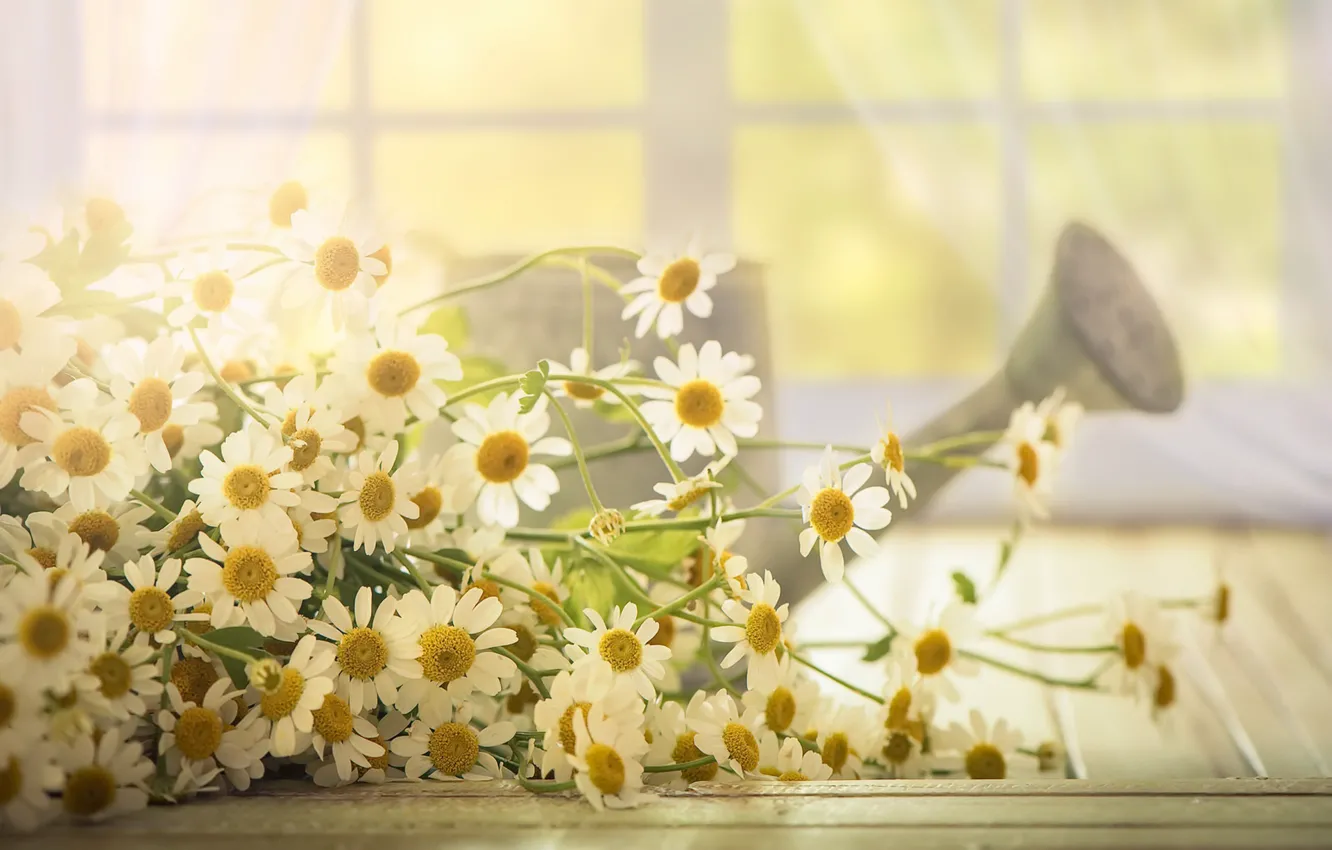 Photo wallpaper light, flowers, chamomile