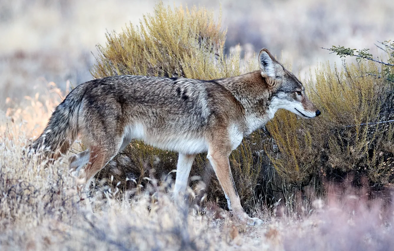 Photo wallpaper nature, grey, wolf, profile, the bushes, coyote