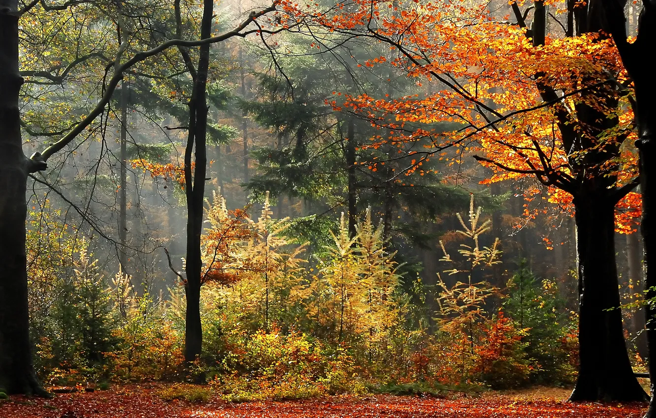 Photo wallpaper autumn, forest, trees, fog, plants, forest, trees, Autumn