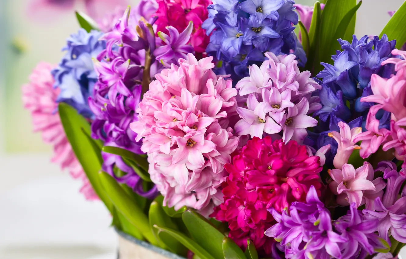 Photo wallpaper flowers, bouquet, flowers, bouquet, hyacinths, hyacinths