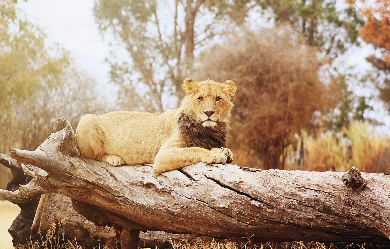 Photo wallpaper nature, background, Leo