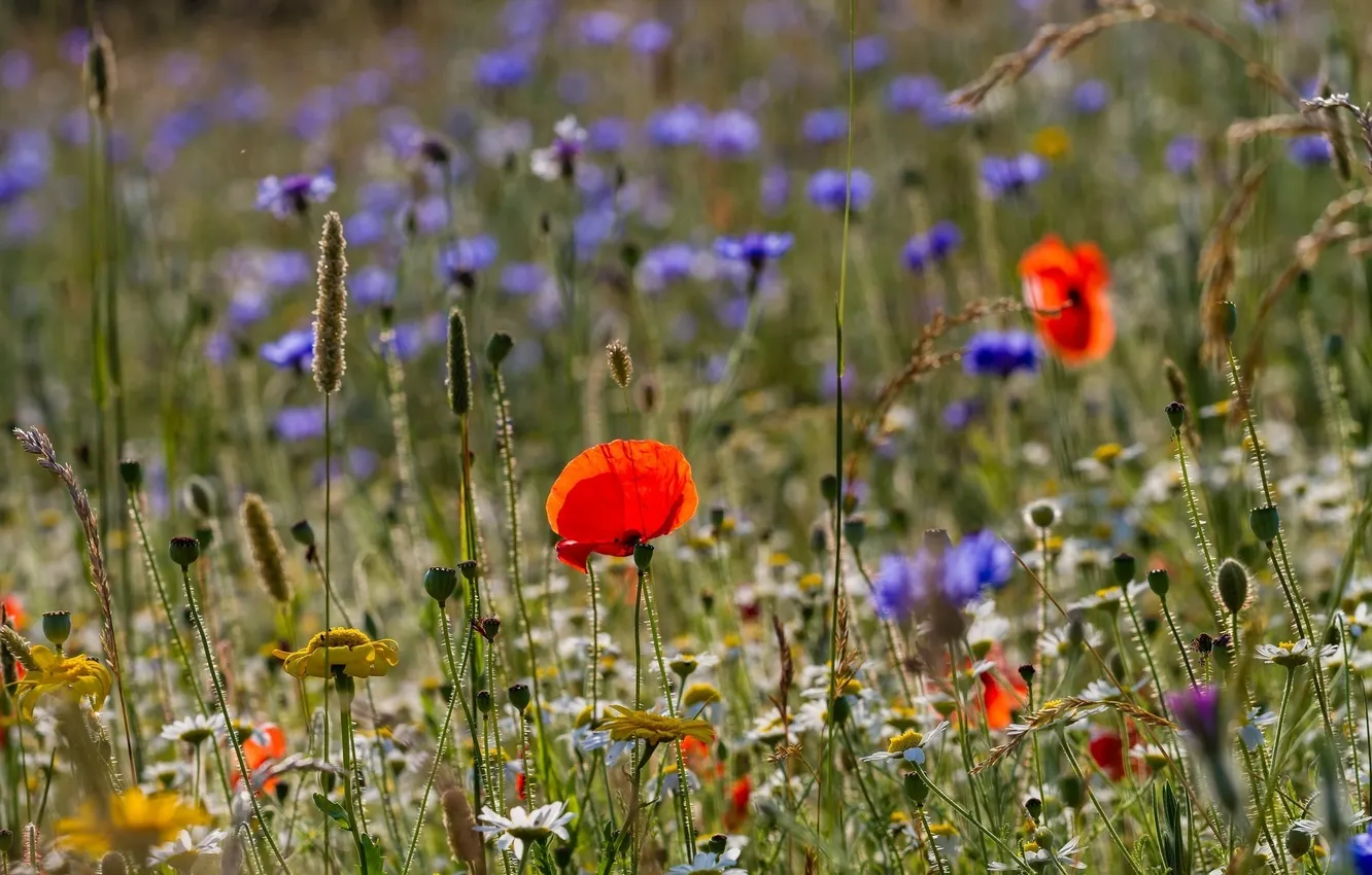 Photo wallpaper summer, grass, macro, flowers, Mac, chamomile, meadow