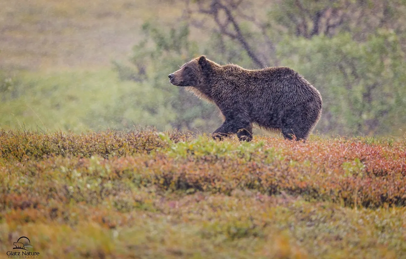 Photo wallpaper autumn, bear, bad weather, grizzly