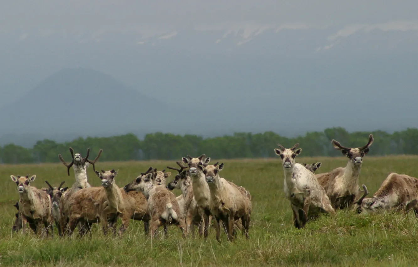 Photo wallpaper greens, the sky, grass, photo, deer, the herd