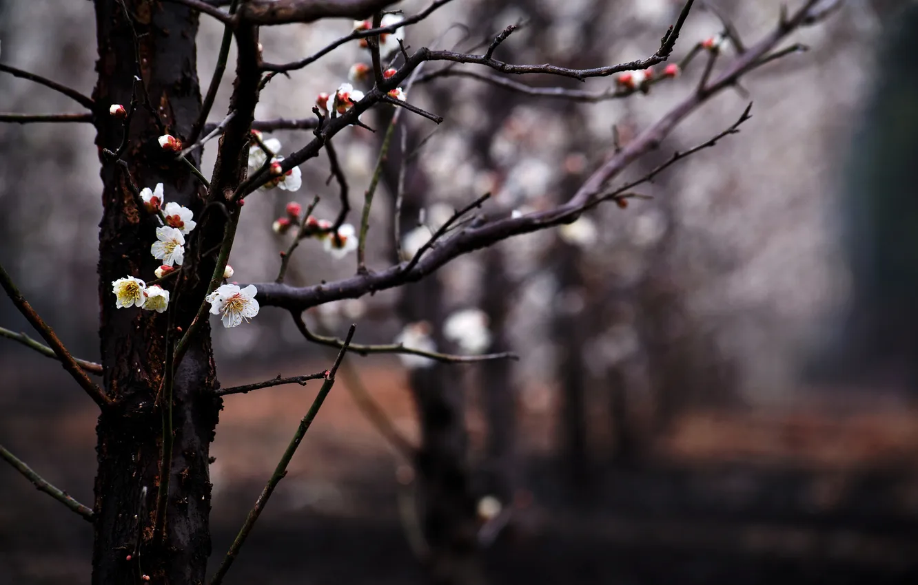 Photo wallpaper trees, flowers, branches, spring, blur, garden, flowering, kidney
