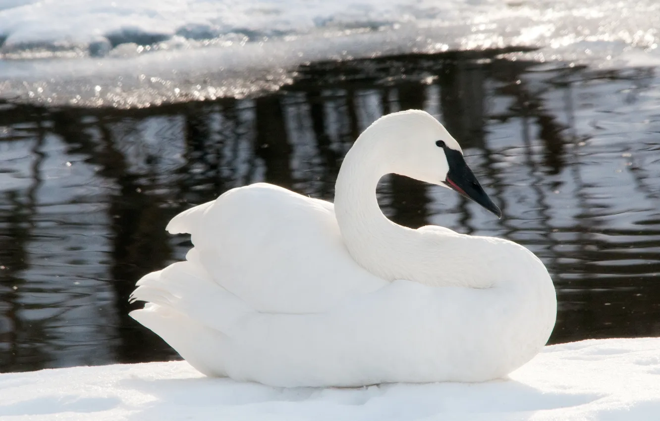Photo wallpaper winter, water, snow, ice, blur, white Swan