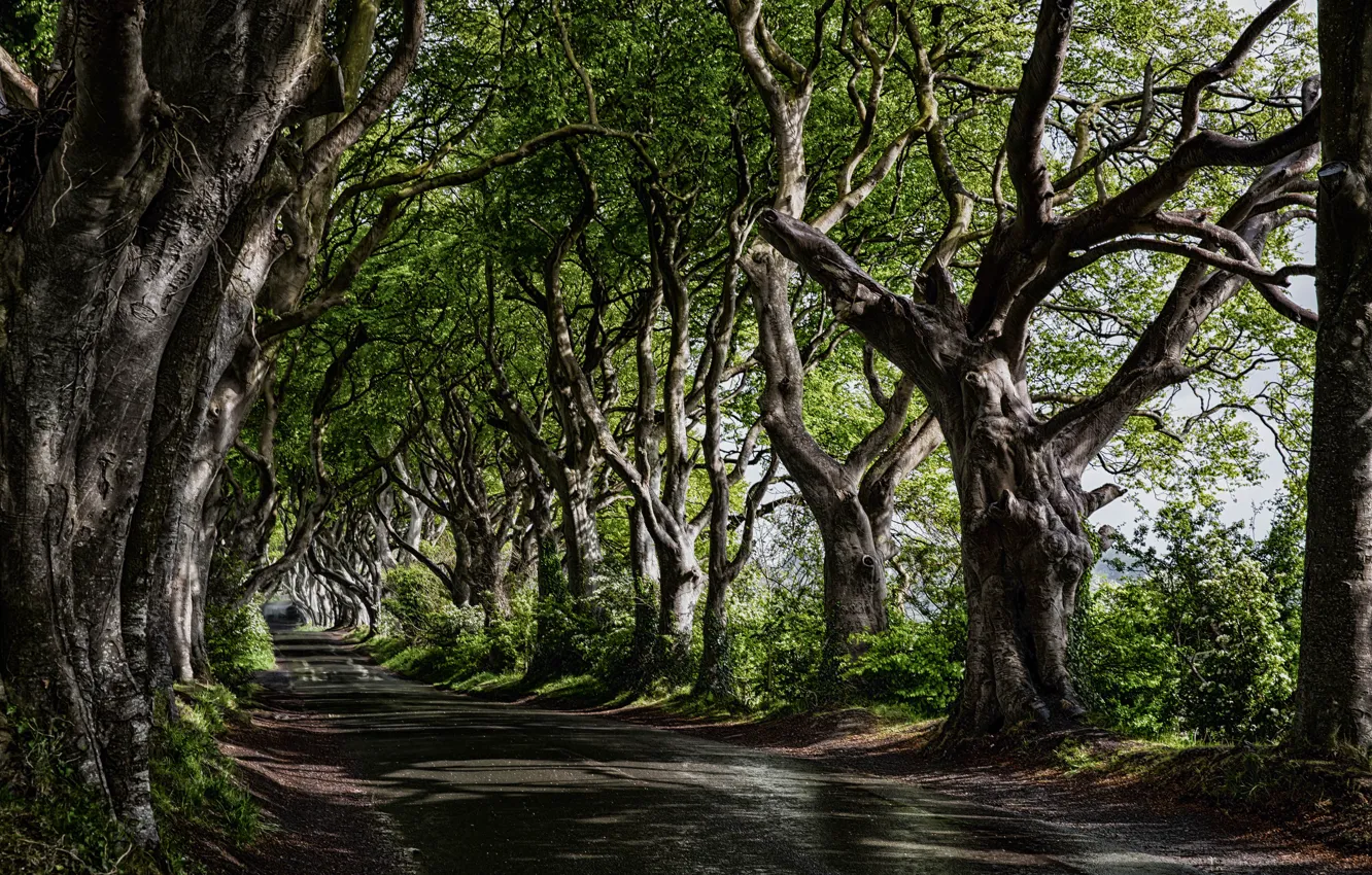 Photo wallpaper road, trees, nature
