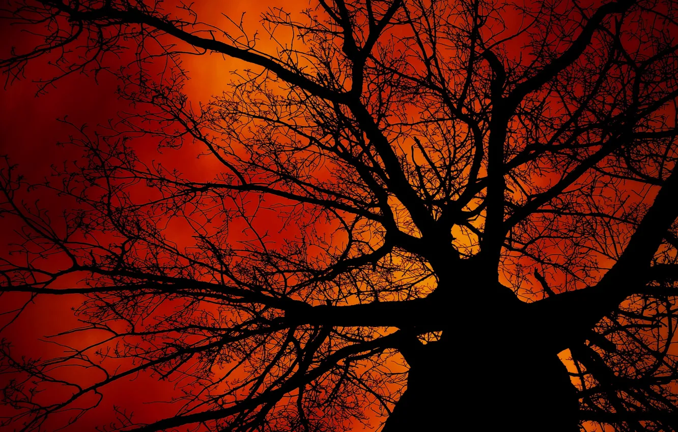 Photo wallpaper trees, branches, silhouette, glow