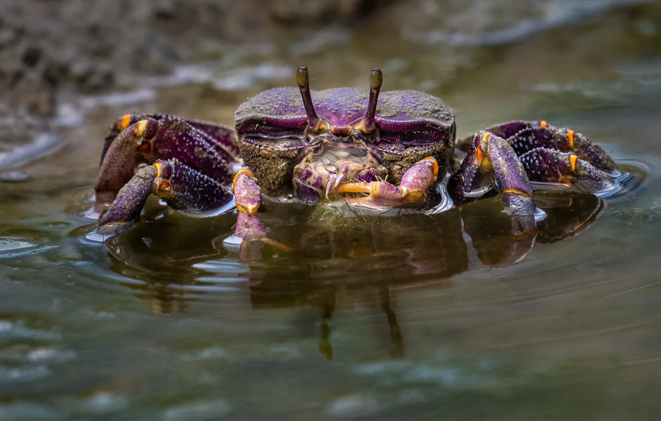 Photo wallpaper purple, look, water, crab, pond