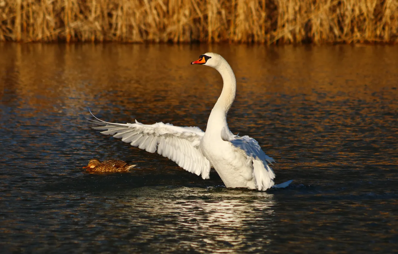 Photo wallpaper white, duck, swans, pond, flap