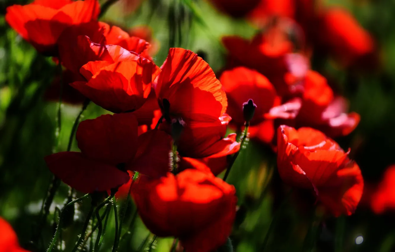 Photo wallpaper red, flowers, the dark background, macro, light, bright, glade, bokeh