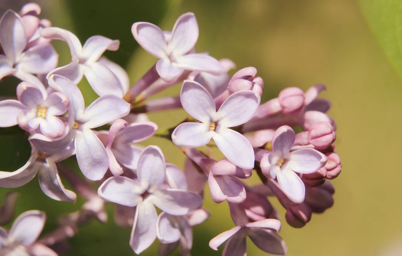 Photo wallpaper flower, spring, lilac, twig, blooming