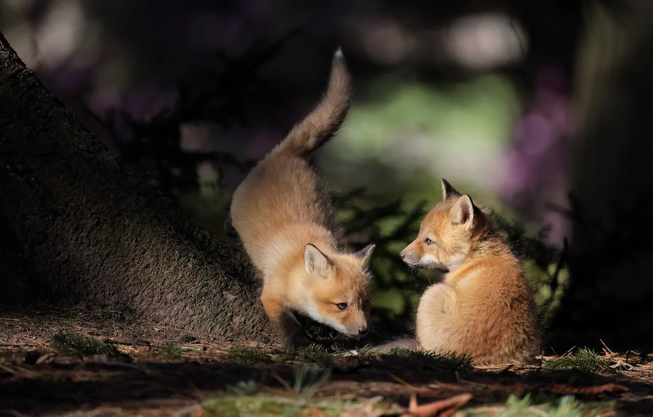 Photo wallpaper forest, light, trees, nature, the dark background, shadow, baby, Fox