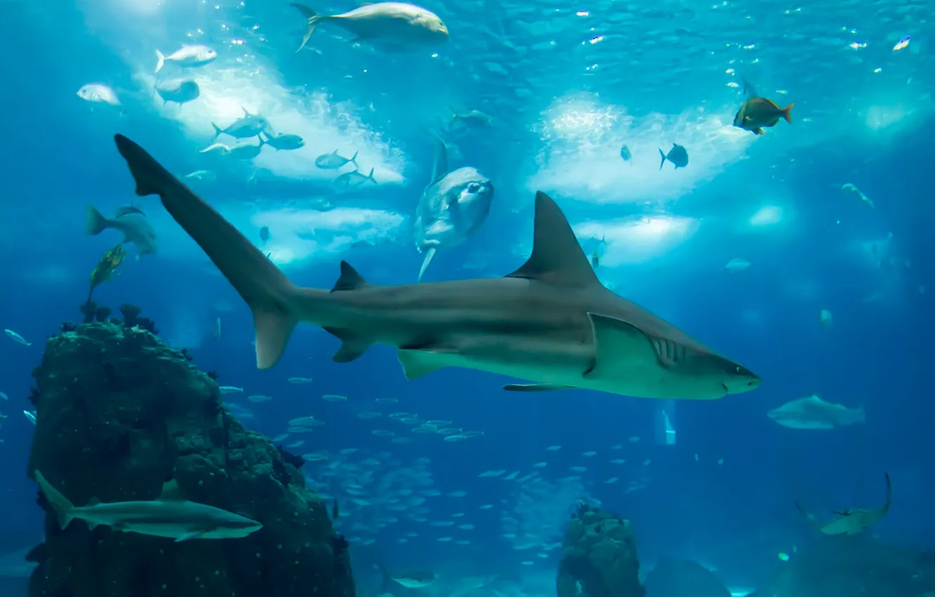 Photo wallpaper sea, blue, stones, the bottom, fish, shark, underwater world