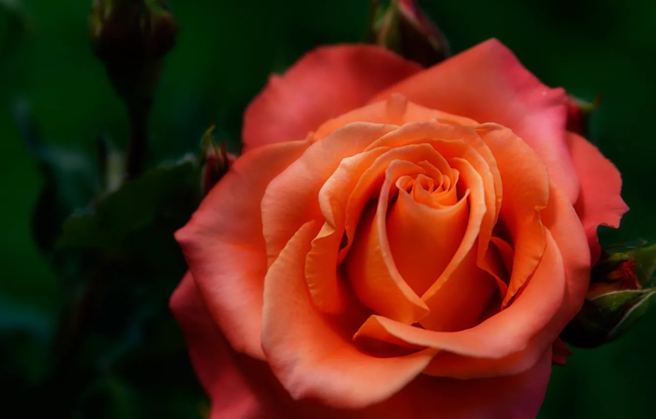 Photo wallpaper orange, roses, blur