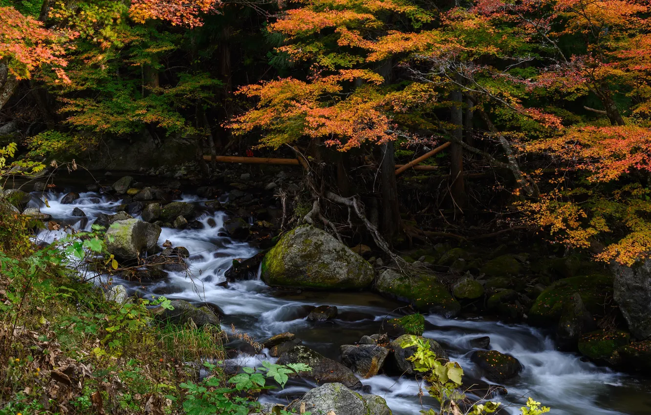 Photo wallpaper autumn, forest, stream, stones, foliage, waterfall, river