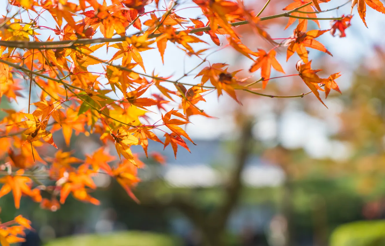 Photo wallpaper autumn, leaves, trees, colorful, maple, autumn, leaves, autumn