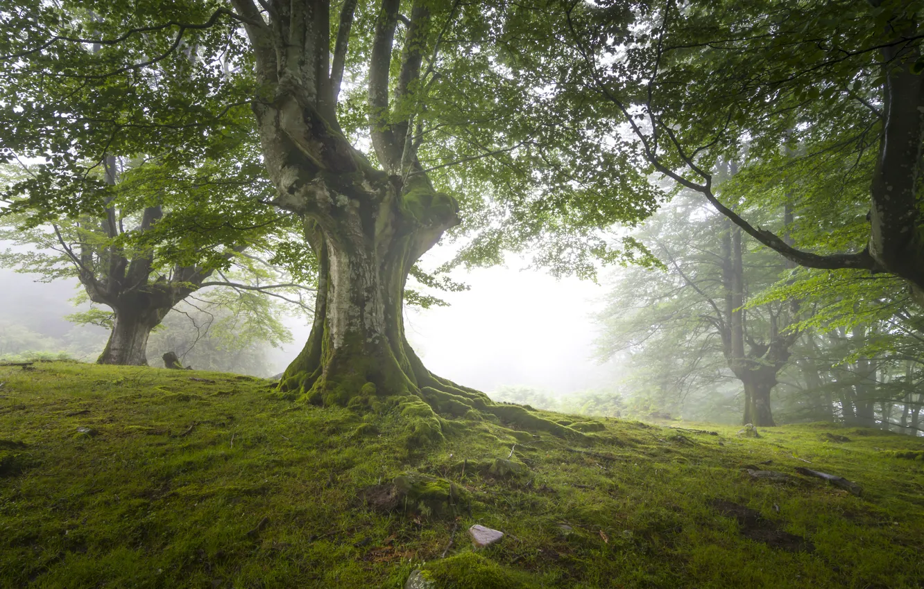 Photo wallpaper forest, nature, haze, Britain