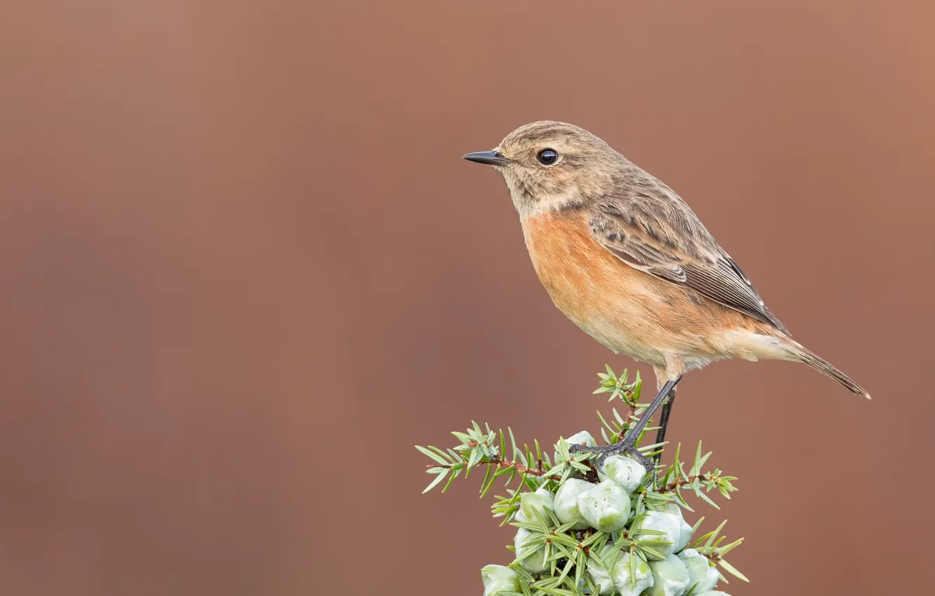 Photo wallpaper bird, stonechat, Montenegro stamp