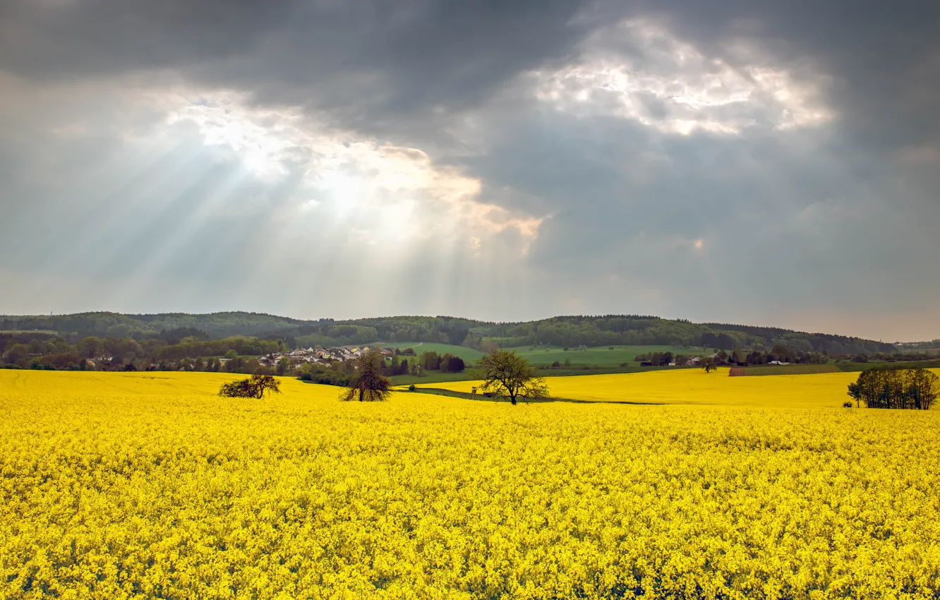 Photo wallpaper forest, the sky, clouds, rays, light, trees, flowers, yellow