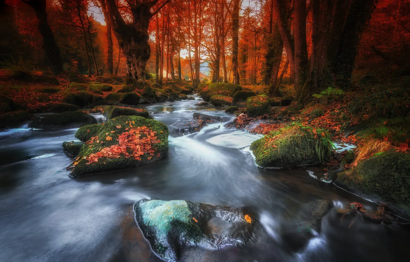 Photo wallpaper forest, nature, river
