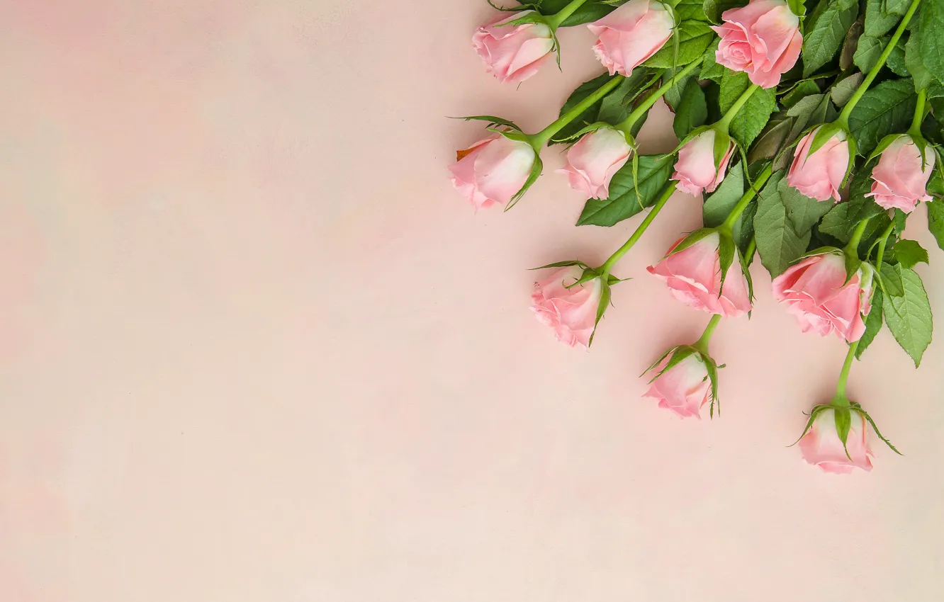 Photo wallpaper background, roses, bouquet, pink, buds